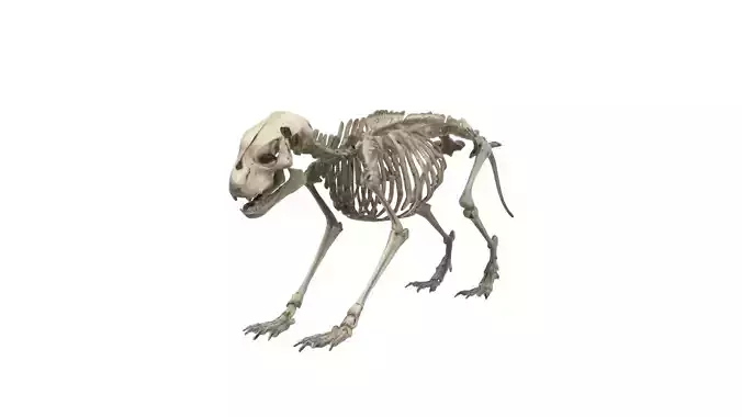 dog Skeleton 