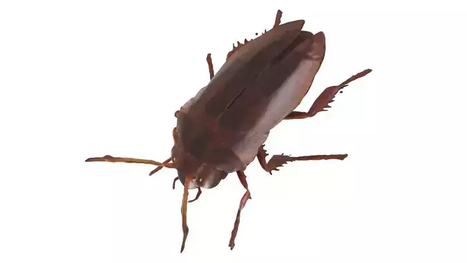 cockroach