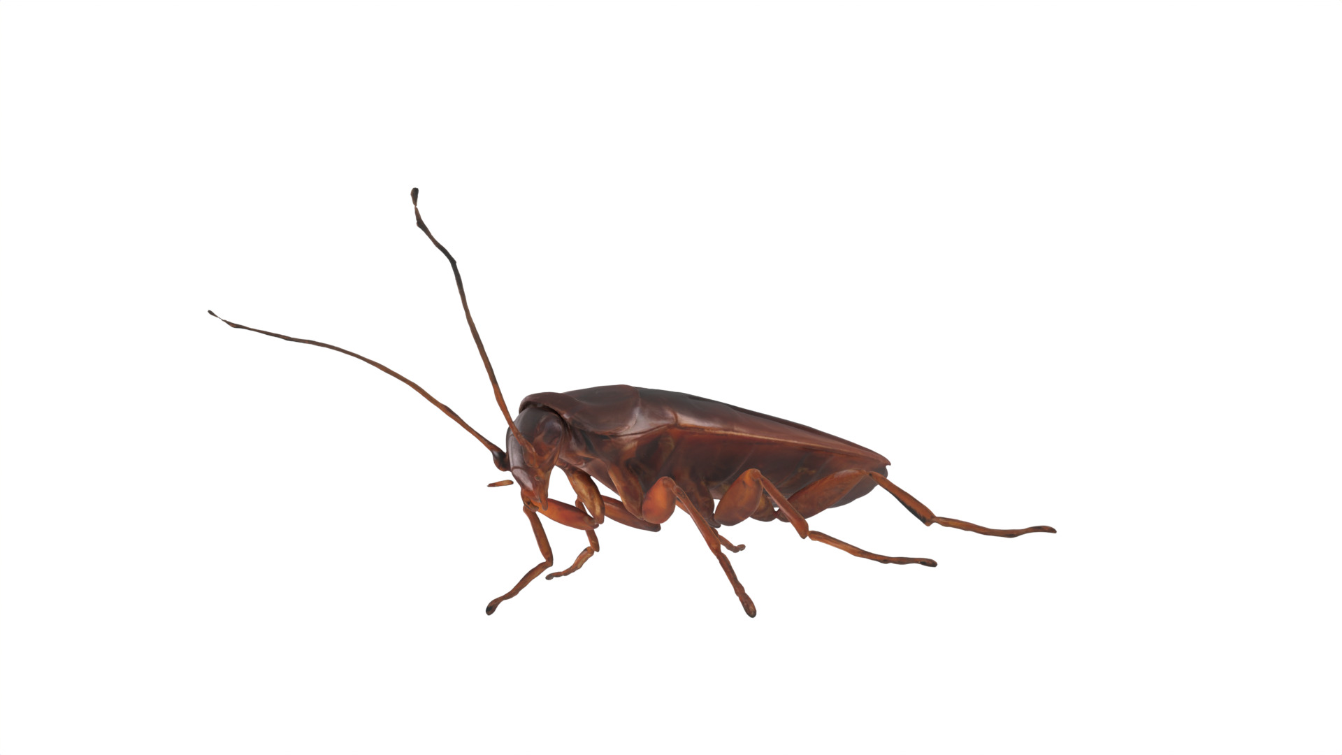 cockroach Low-poly 3D model_2