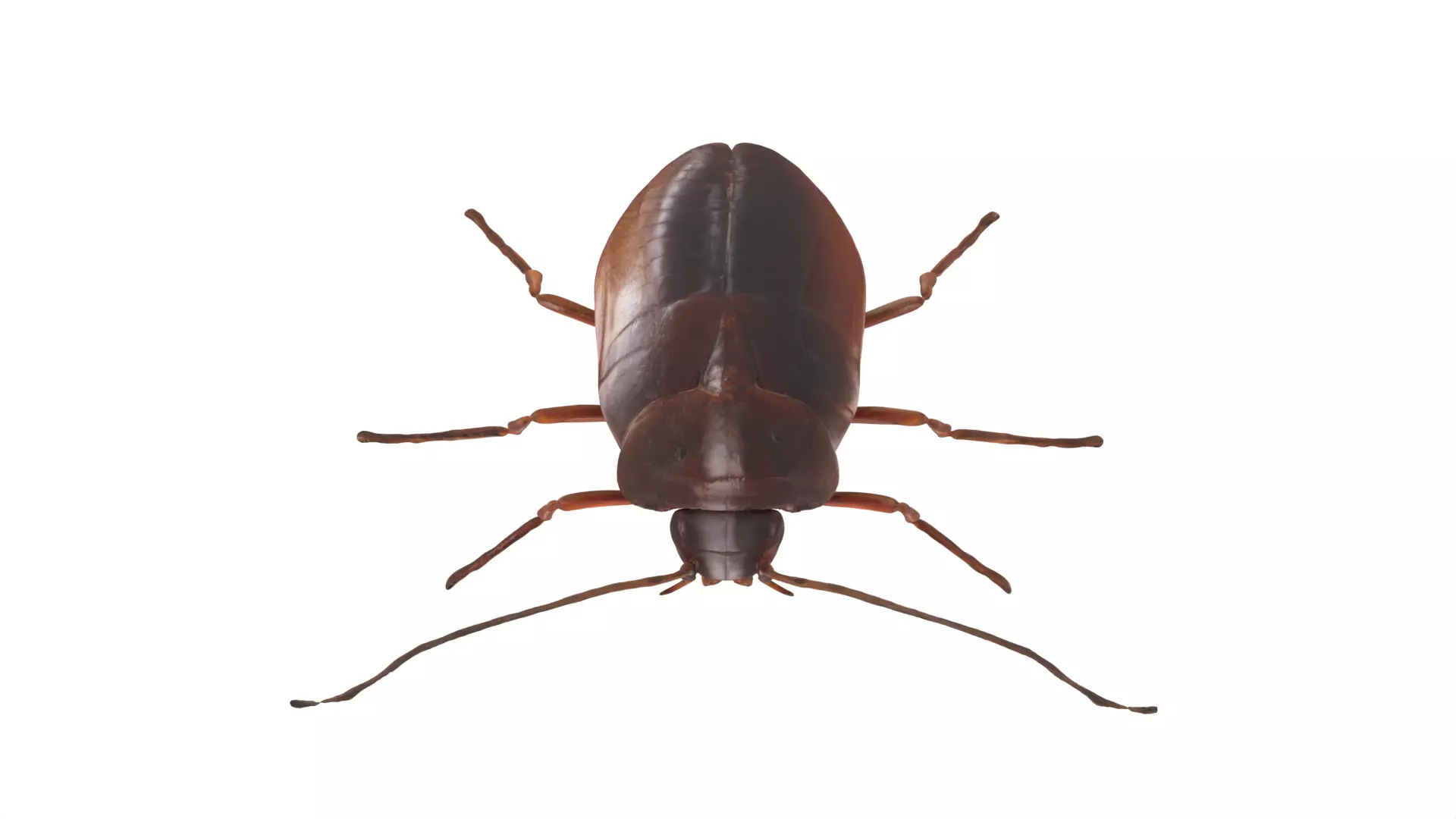 cockroach Low-poly 3D model_0