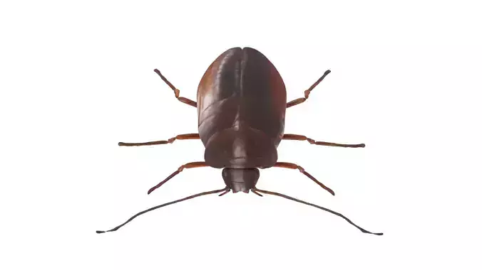 cockroach