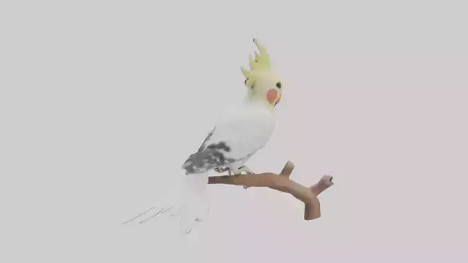 Cockatiel singing model Low-poly 3D model