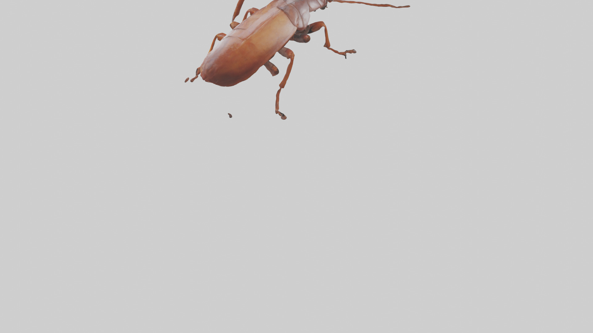 Cockroach scurrying model Low-poly 3D model_3