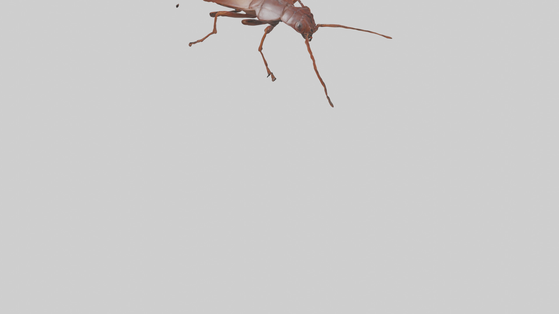 Cockroach scurrying model Low-poly 3D model_4