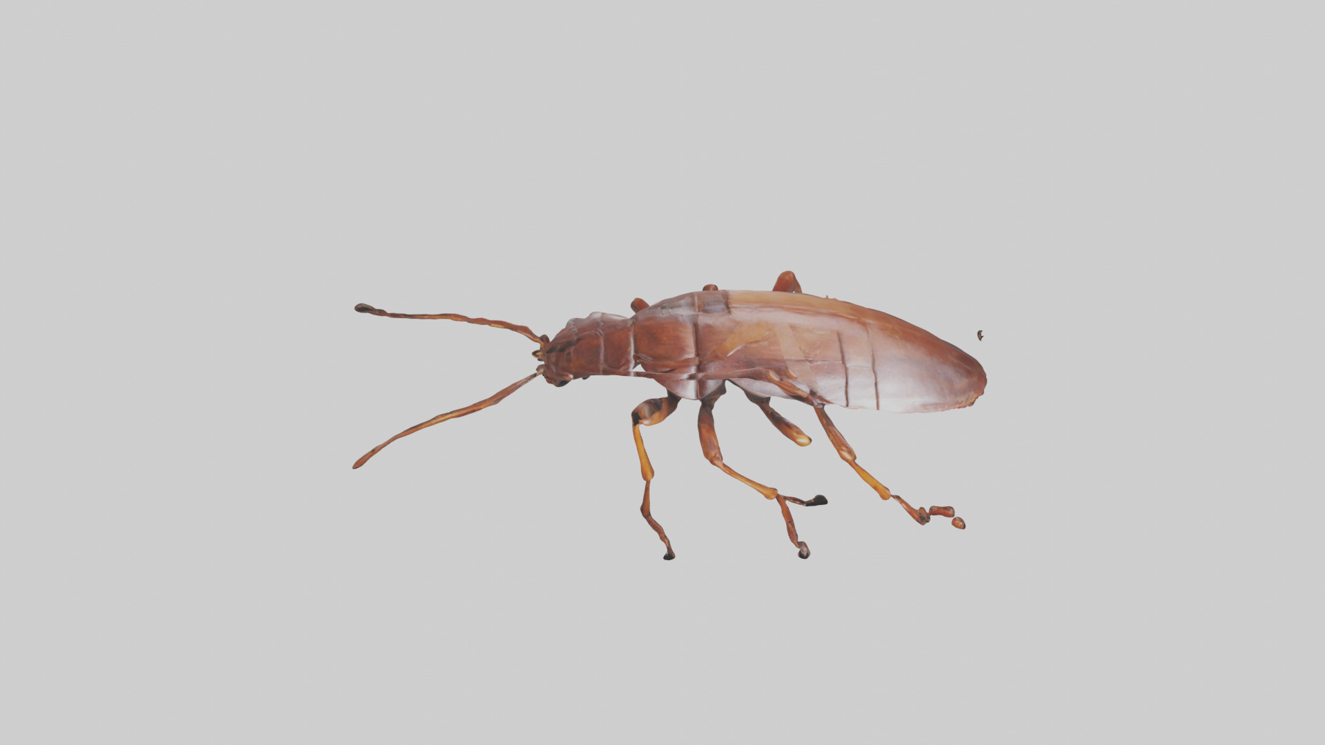 Cockroach scurrying model Low-poly 3D model_26