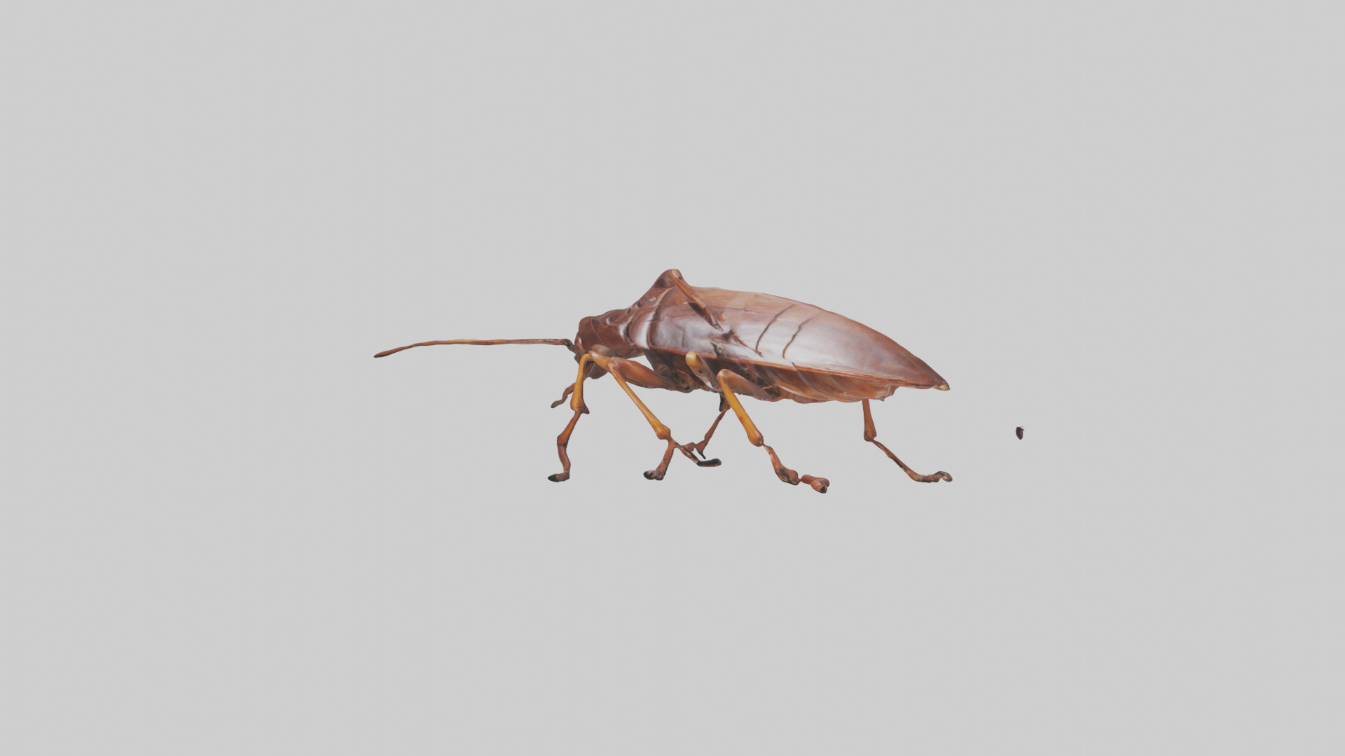Cockroach scurrying model Low-poly 3D model_11