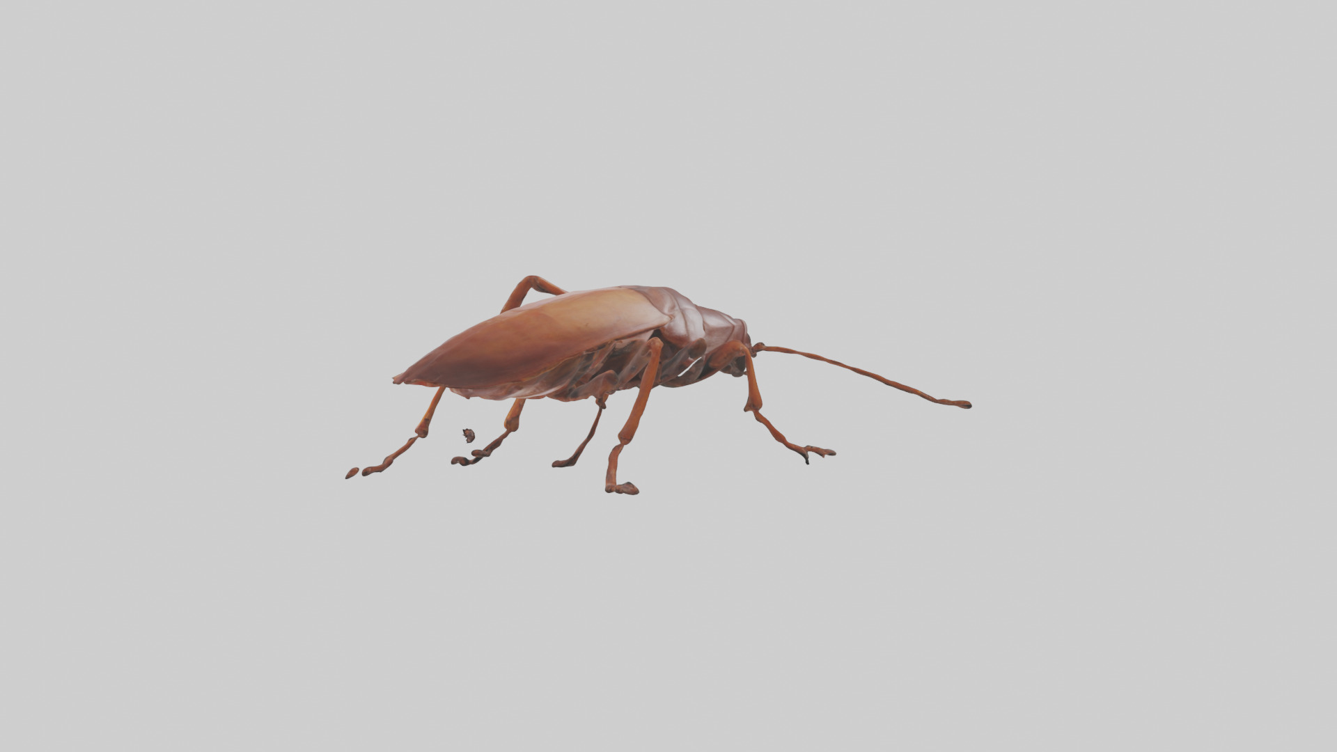 Cockroach scurrying model Low-poly 3D model_1