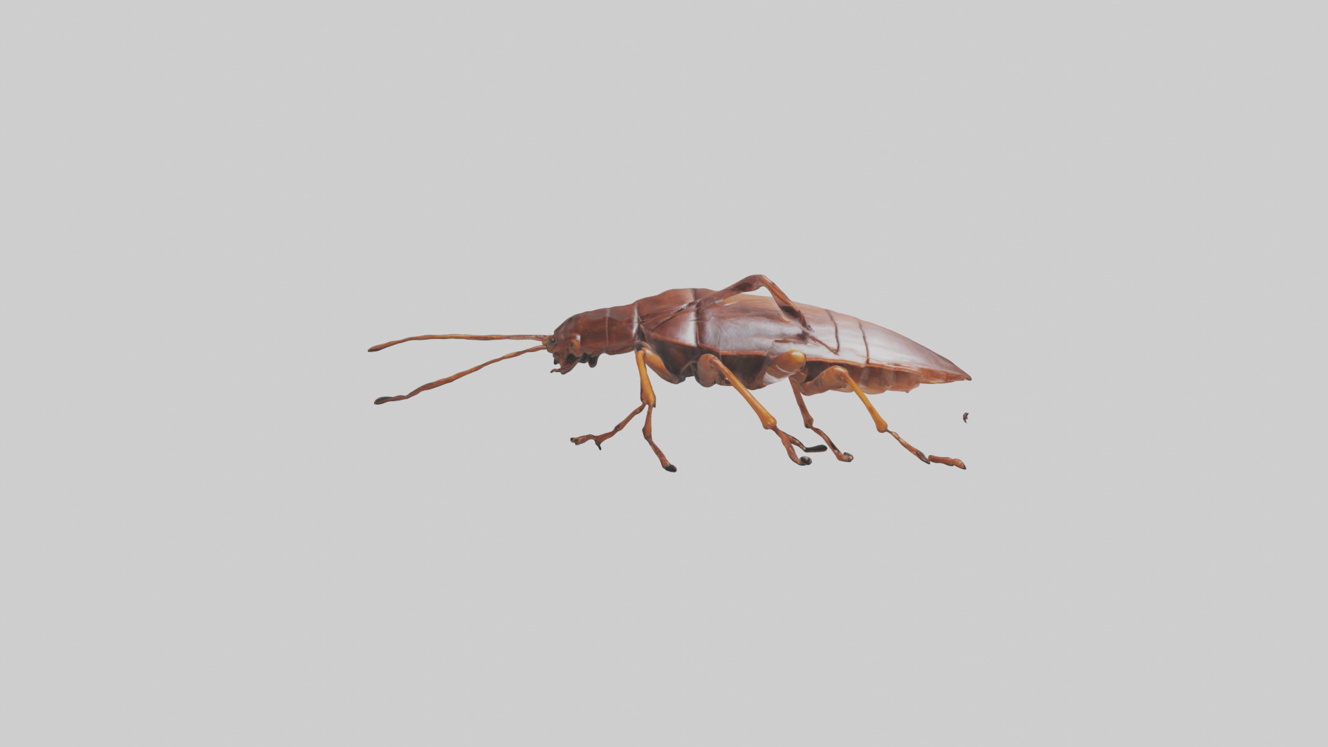 Cockroach scurrying model Low-poly 3D model_9