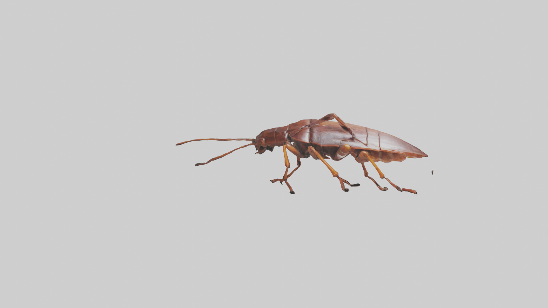 Cockroach scurrying model Low-poly 3D model_13
