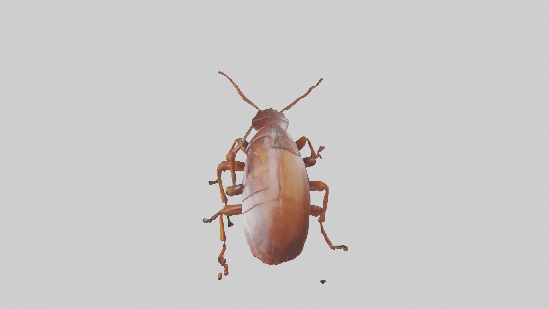 Cockroach scurrying model Low-poly 3D model_27