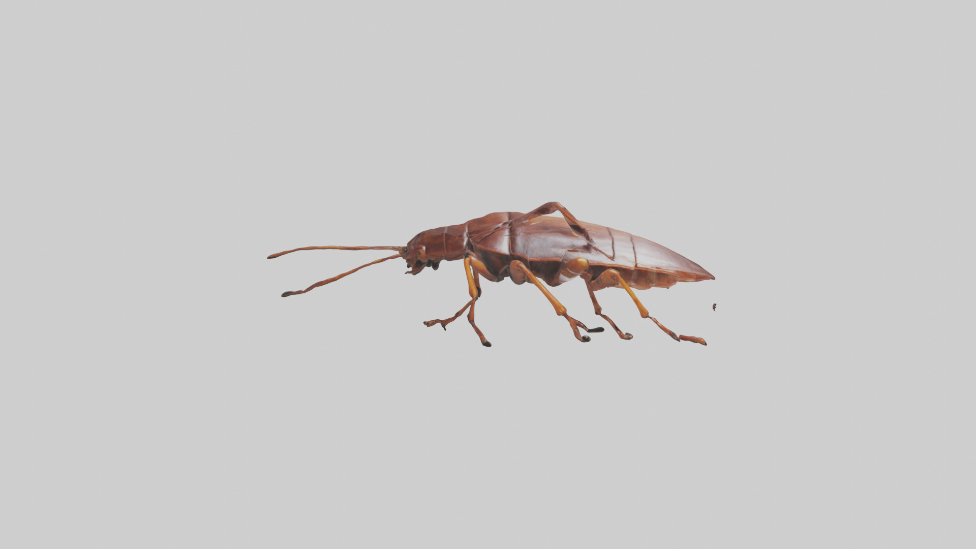 Cockroach scurrying model Low-poly 3D model_14