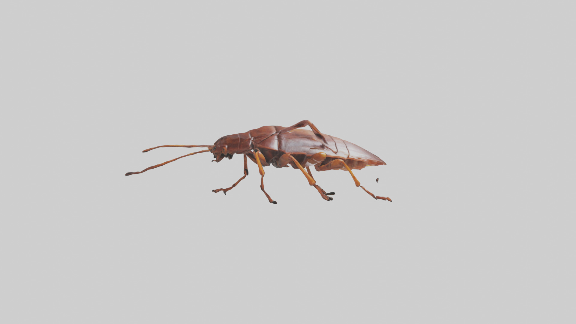 Cockroach scurrying model Low-poly 3D model_18