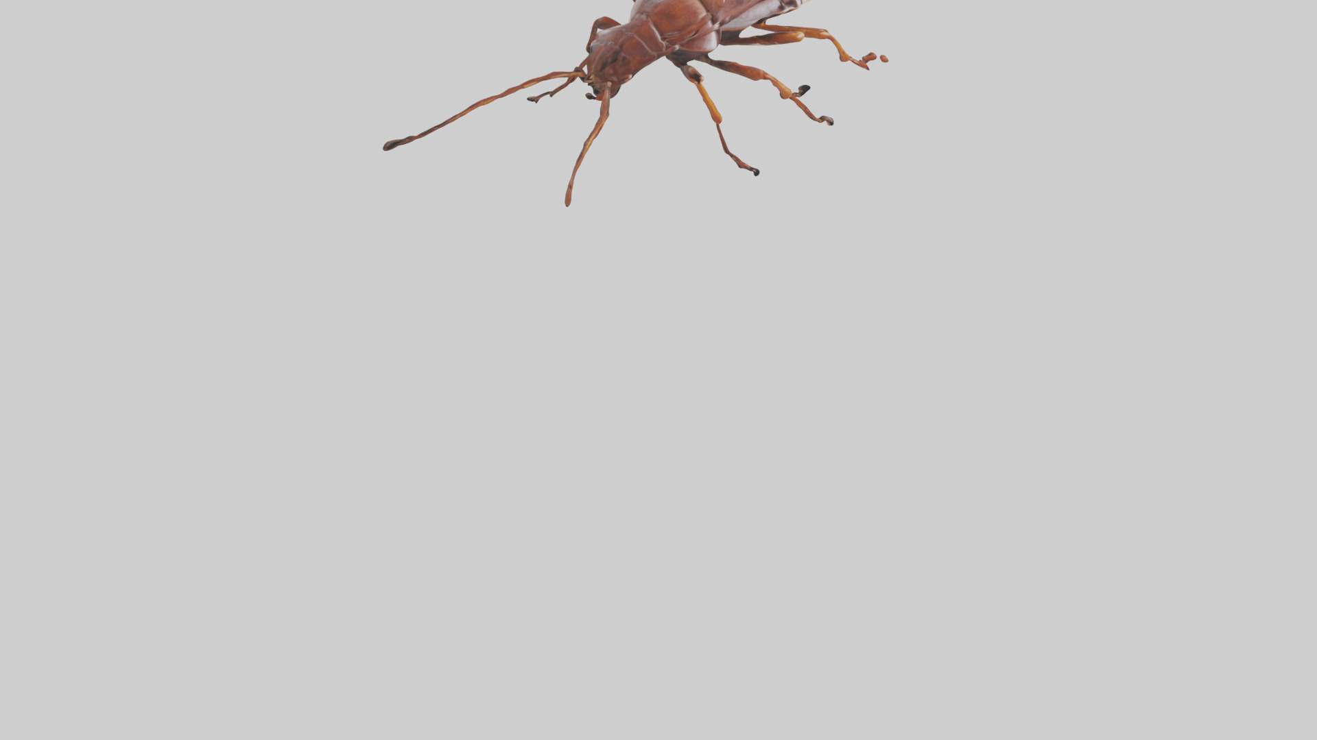 Cockroach scurrying model Low-poly 3D model_6