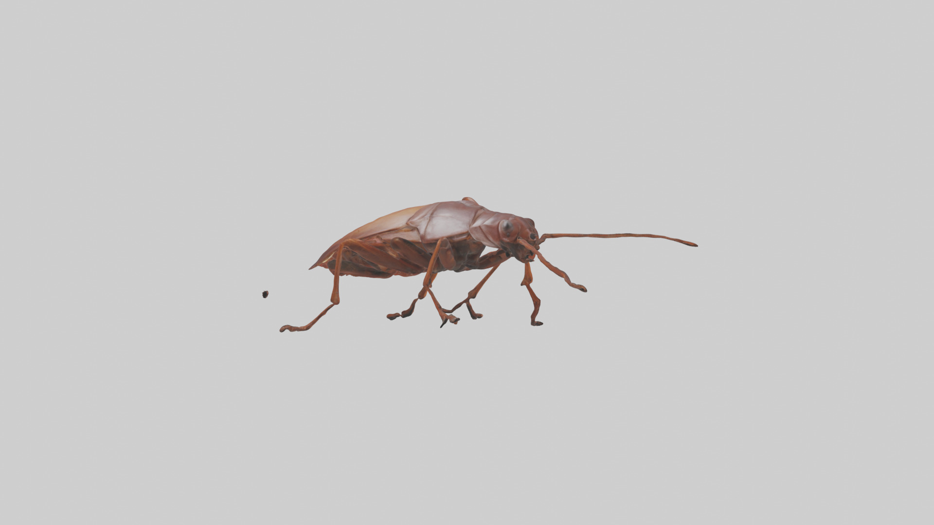 Cockroach scurrying model Low-poly 3D model_2