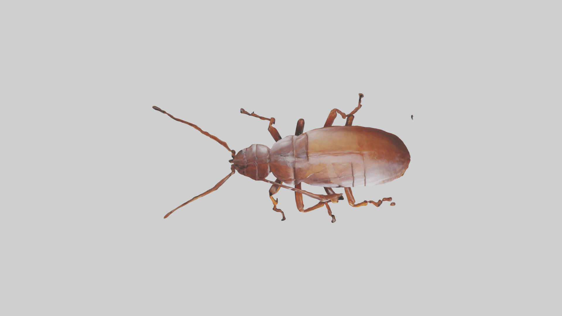 Cockroach scurrying model Low-poly 3D model_24