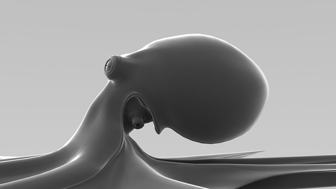 octopus Free 3D model_2