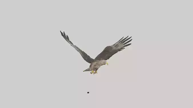 Common Buzzard circling model