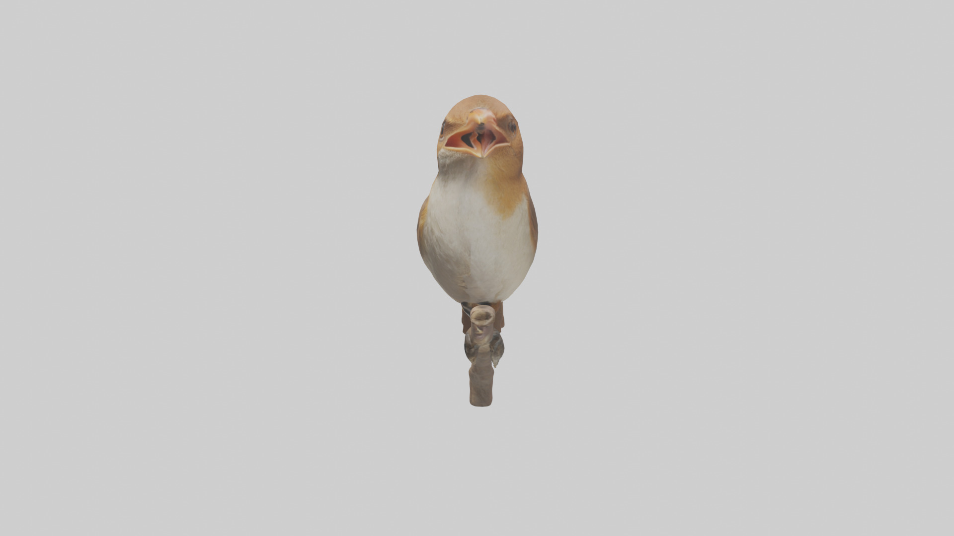 Common Nightingale singing model Low-poly 3D model_22