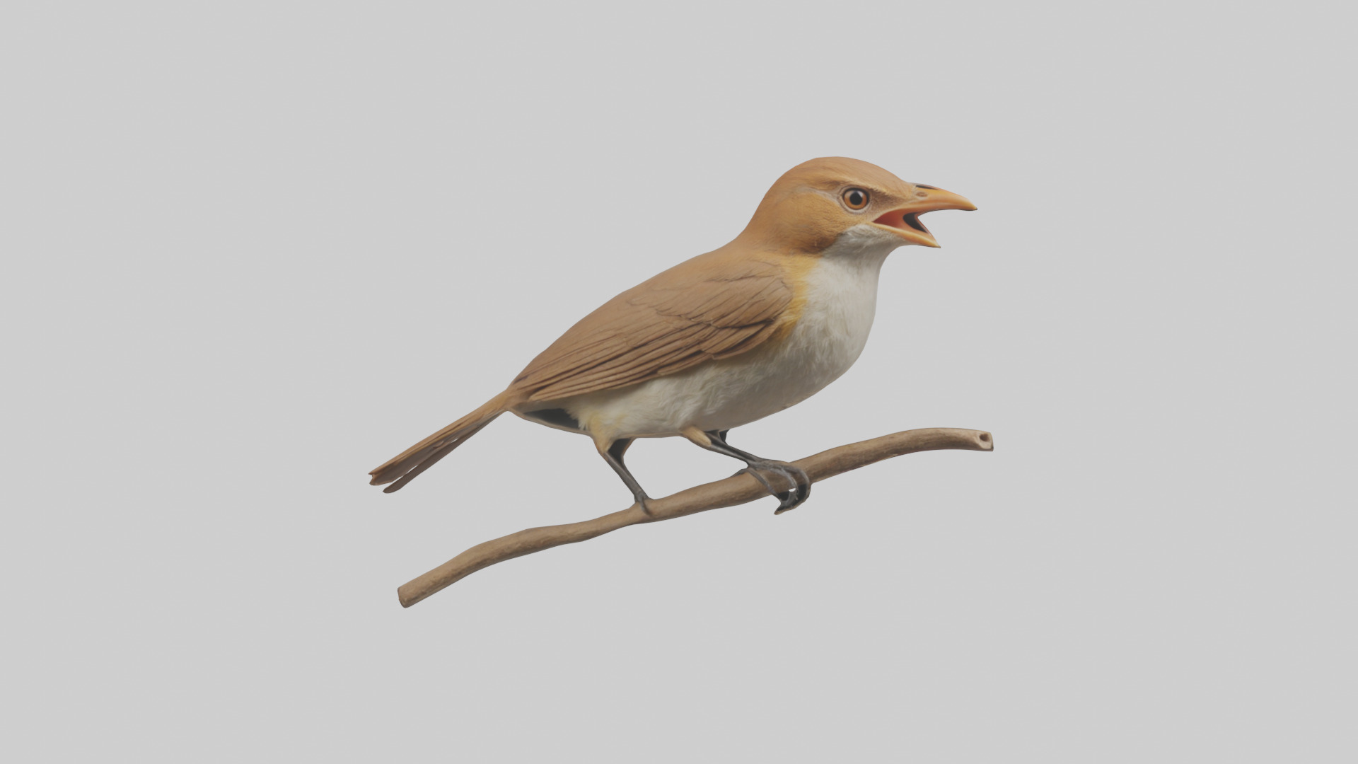 Common Nightingale singing model Low-poly 3D model_10
