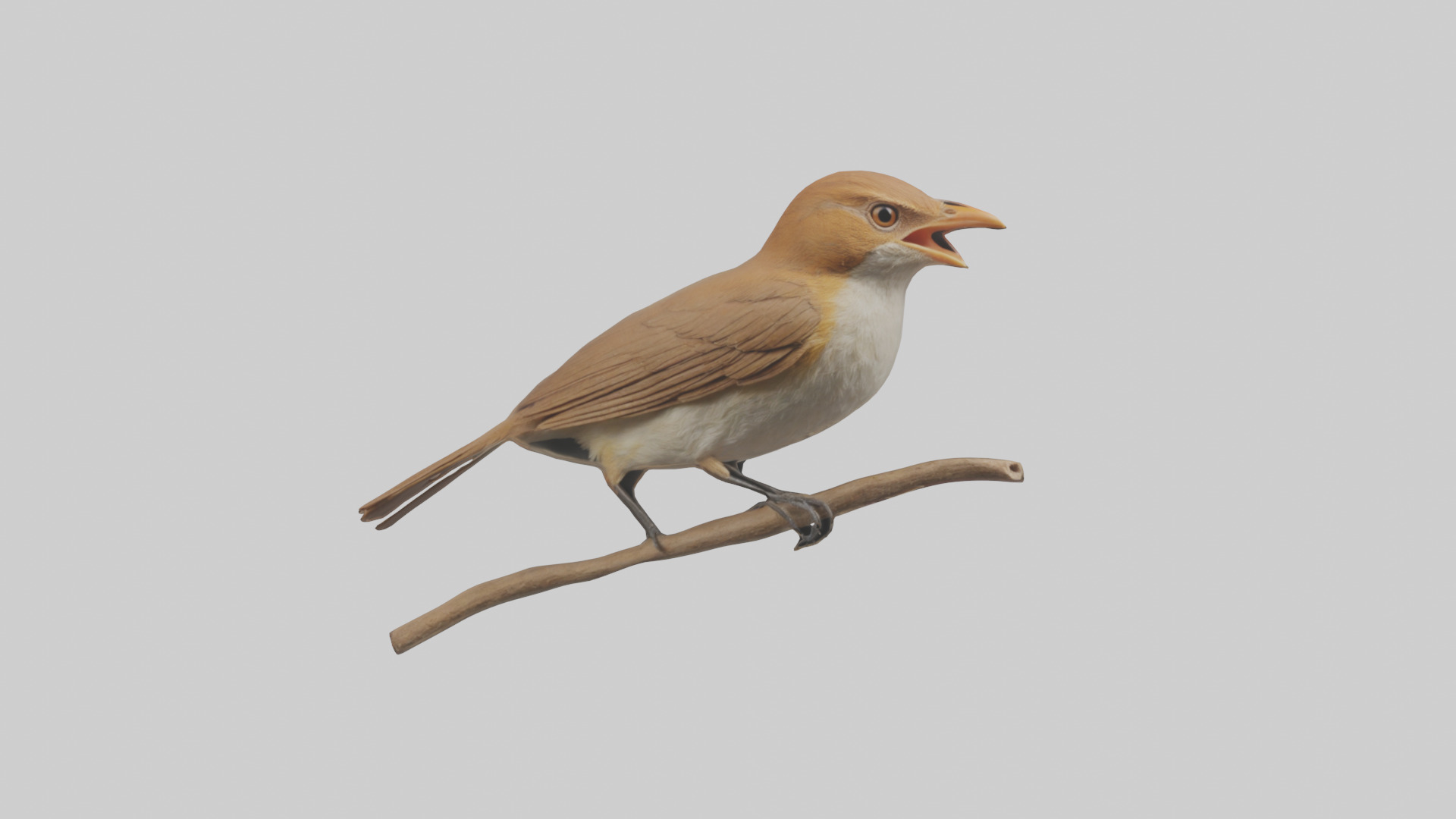 Common Nightingale singing model Low-poly 3D model_17