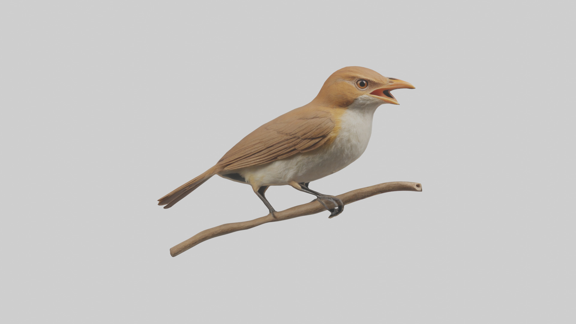 Common Nightingale singing model Low-poly 3D model_14