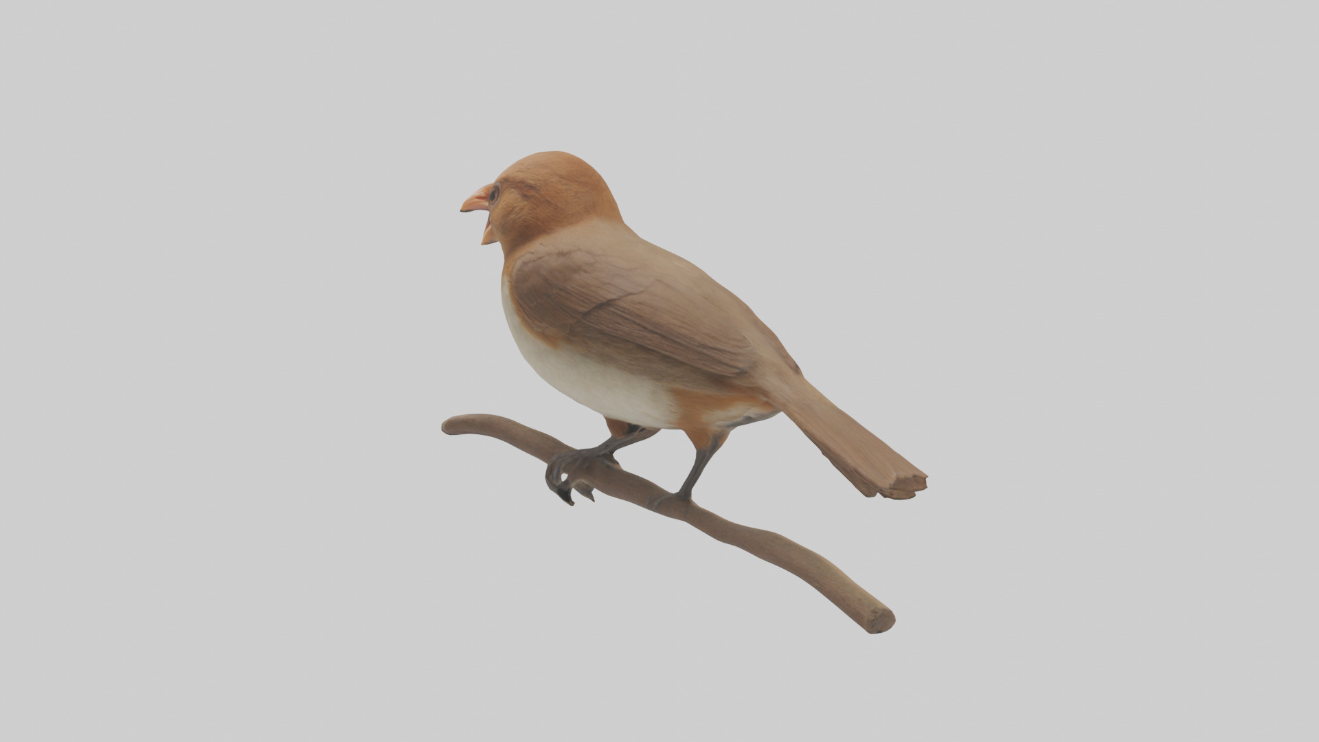 Common Nightingale singing model Low-poly 3D model_2