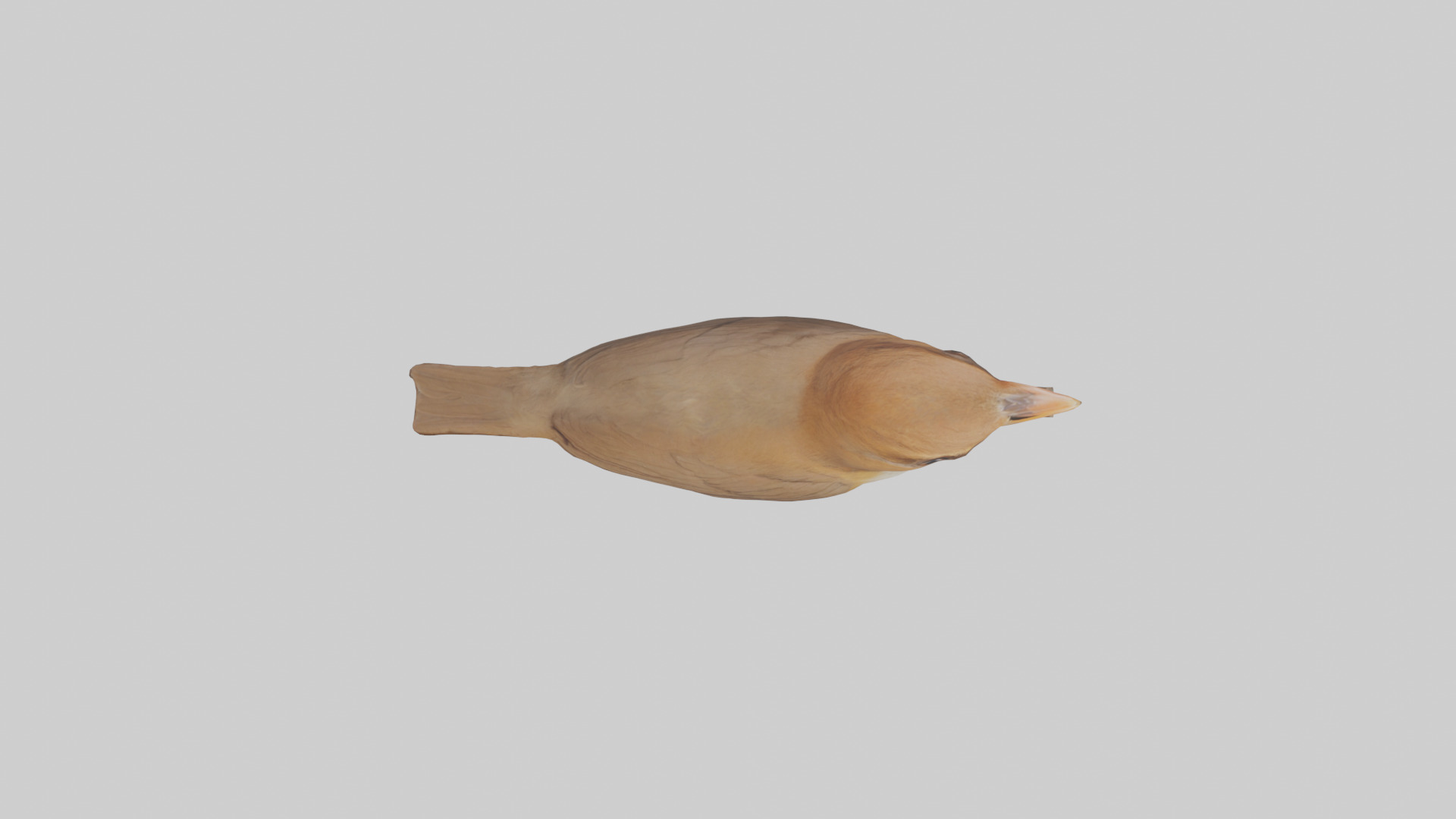 Common Nightingale singing model Low-poly 3D model_24