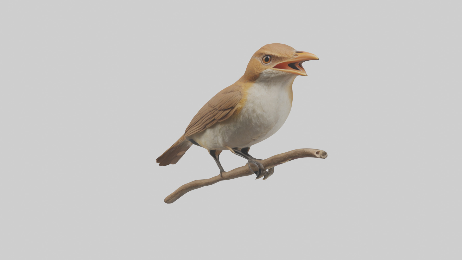 Common Nightingale singing model Low-poly 3D model_8