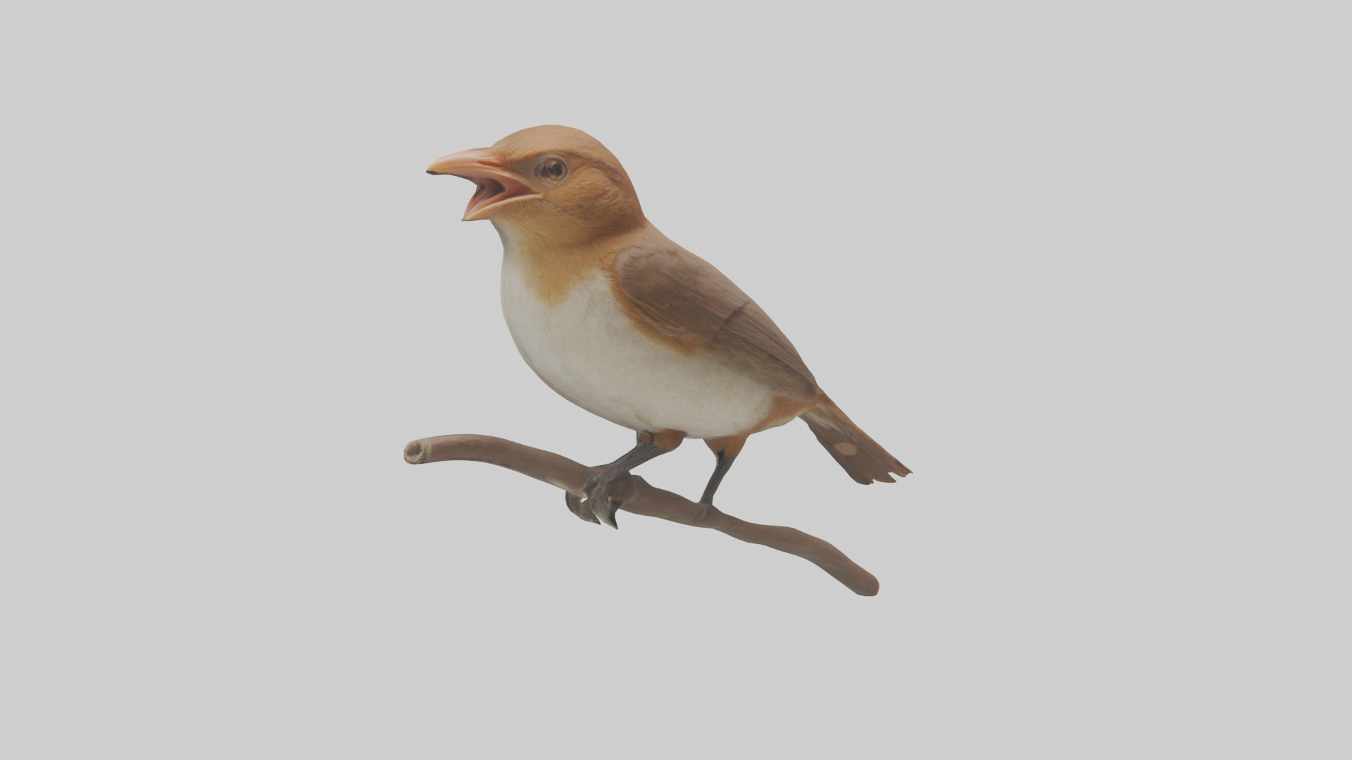 Common Nightingale singing model Low-poly 3D model_1