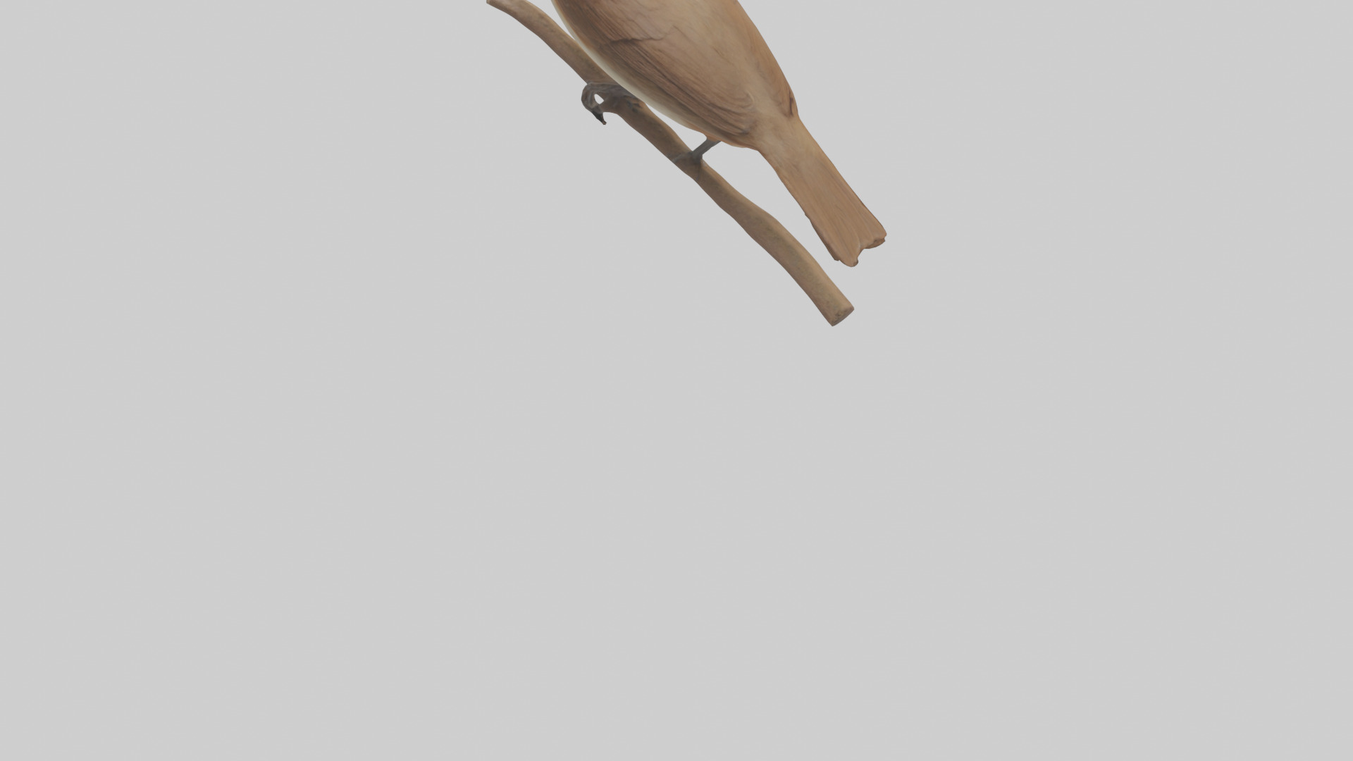 Common Nightingale singing model Low-poly 3D model_4