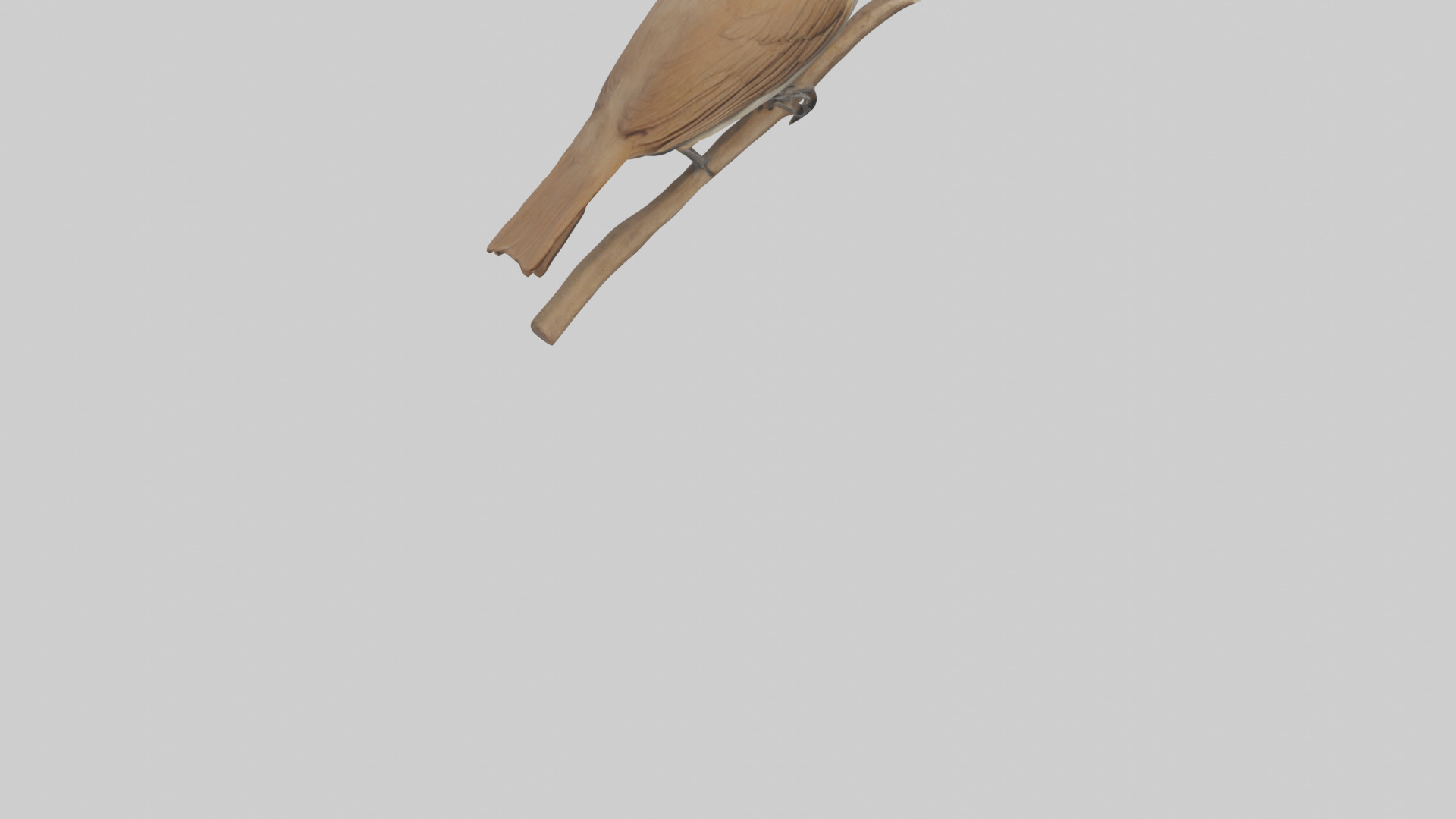 Common Nightingale singing model Low-poly 3D model_6