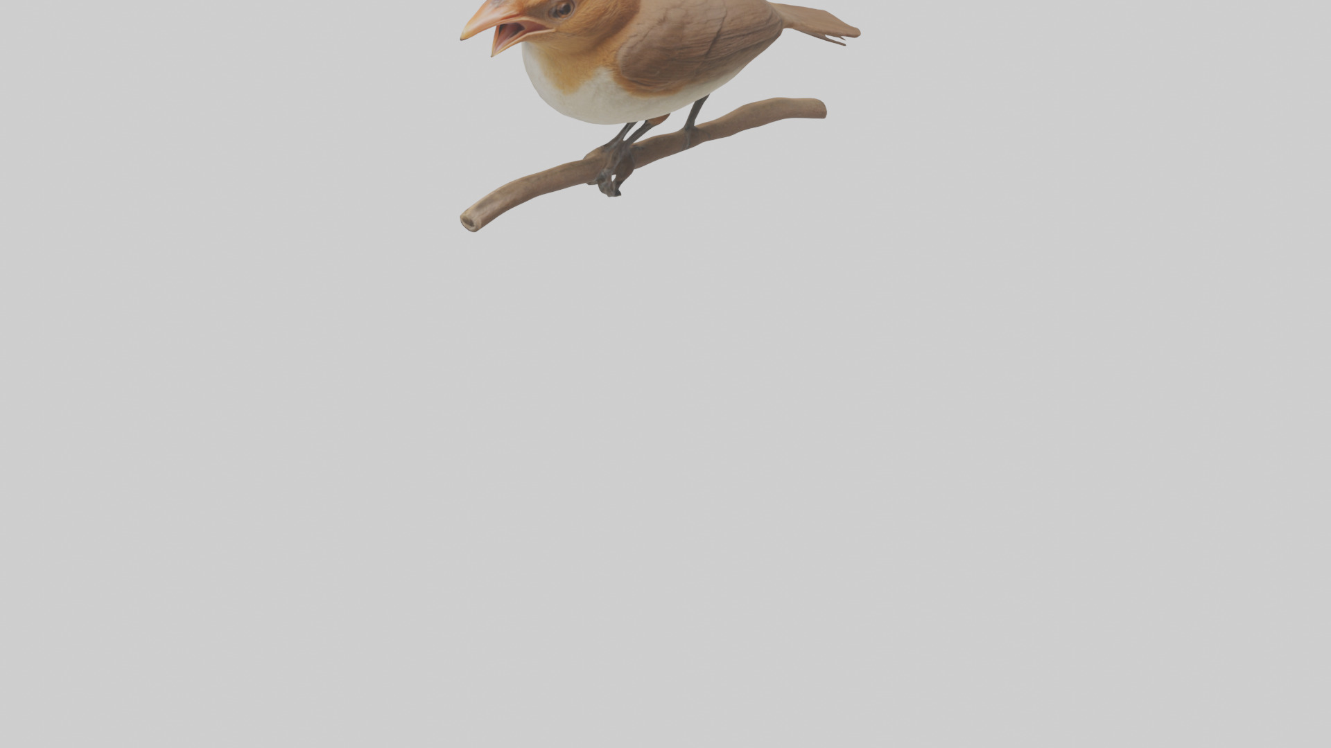Common Nightingale singing model Low-poly 3D model_3