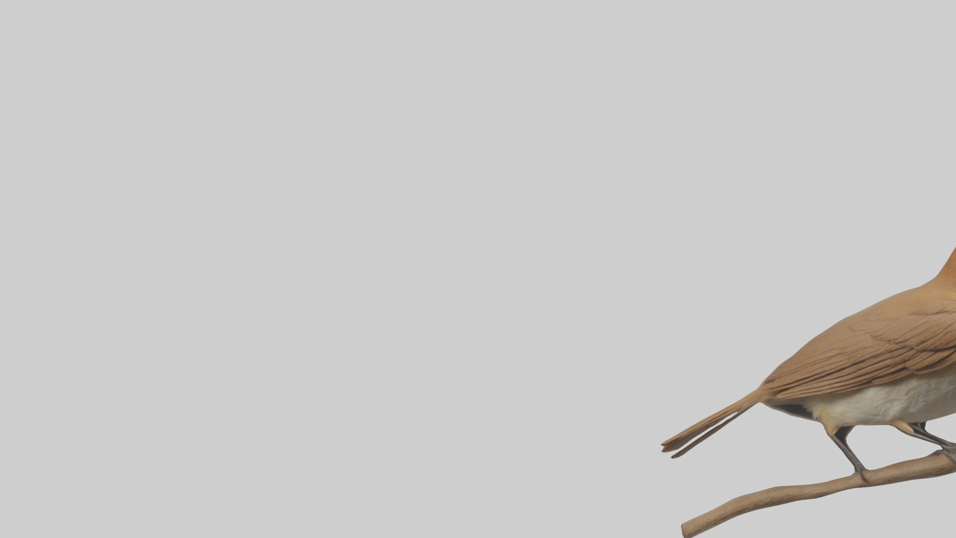 Common Nightingale singing model Low-poly 3D model_21