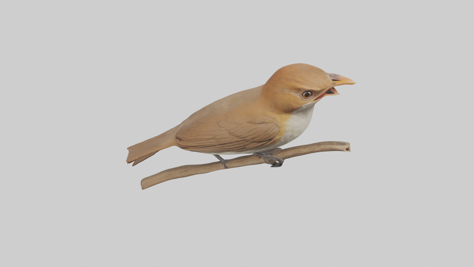 Common Nightingale singing model Low-poly 3D model_26
