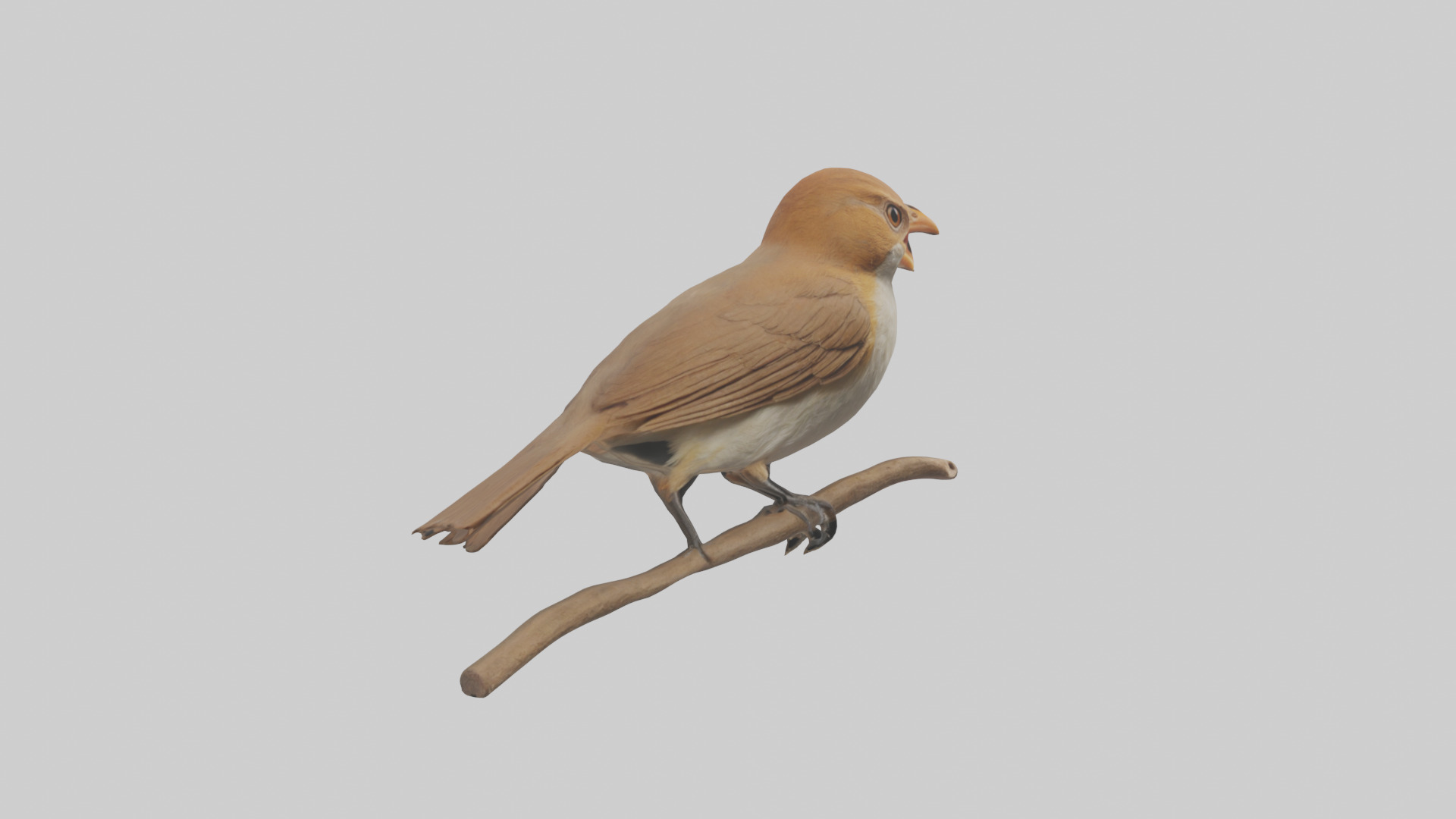 Common Nightingale singing model Low-poly 3D model_16