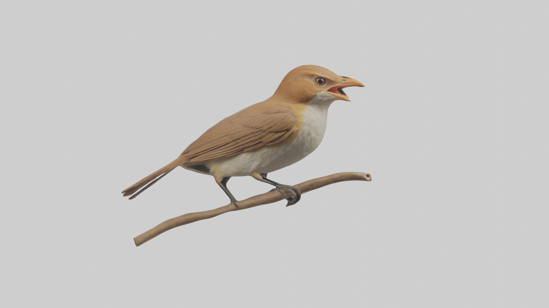 Common Nightingale singing model Low-poly 3D model_20