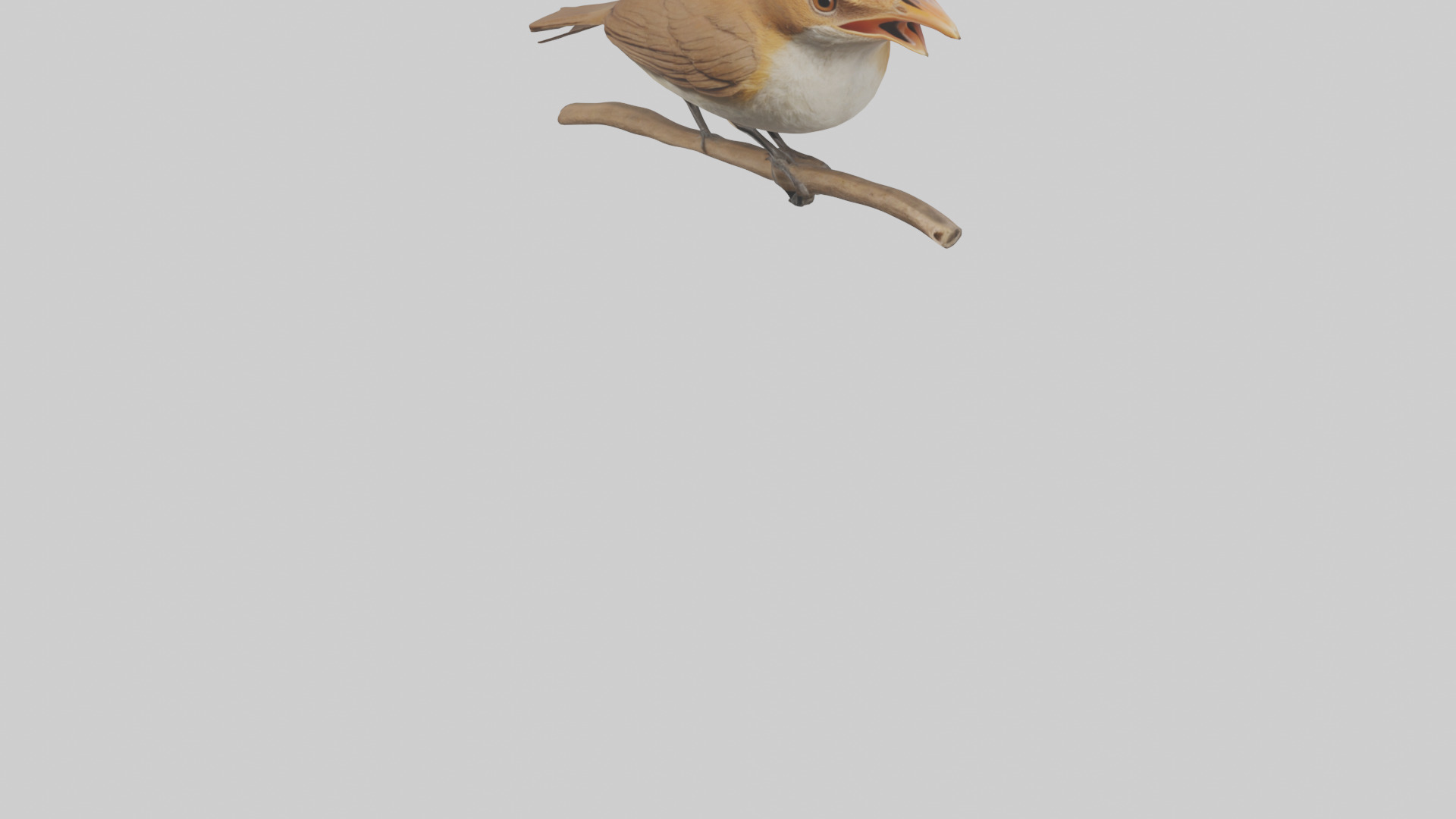 Common Nightingale singing model Low-poly 3D model_5