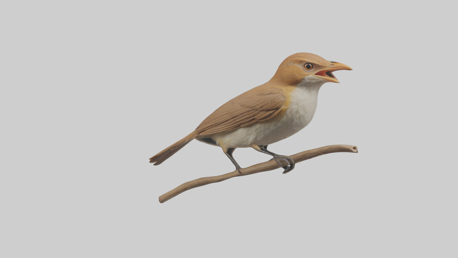 Common Nightingale singing model Low-poly 3D model_15