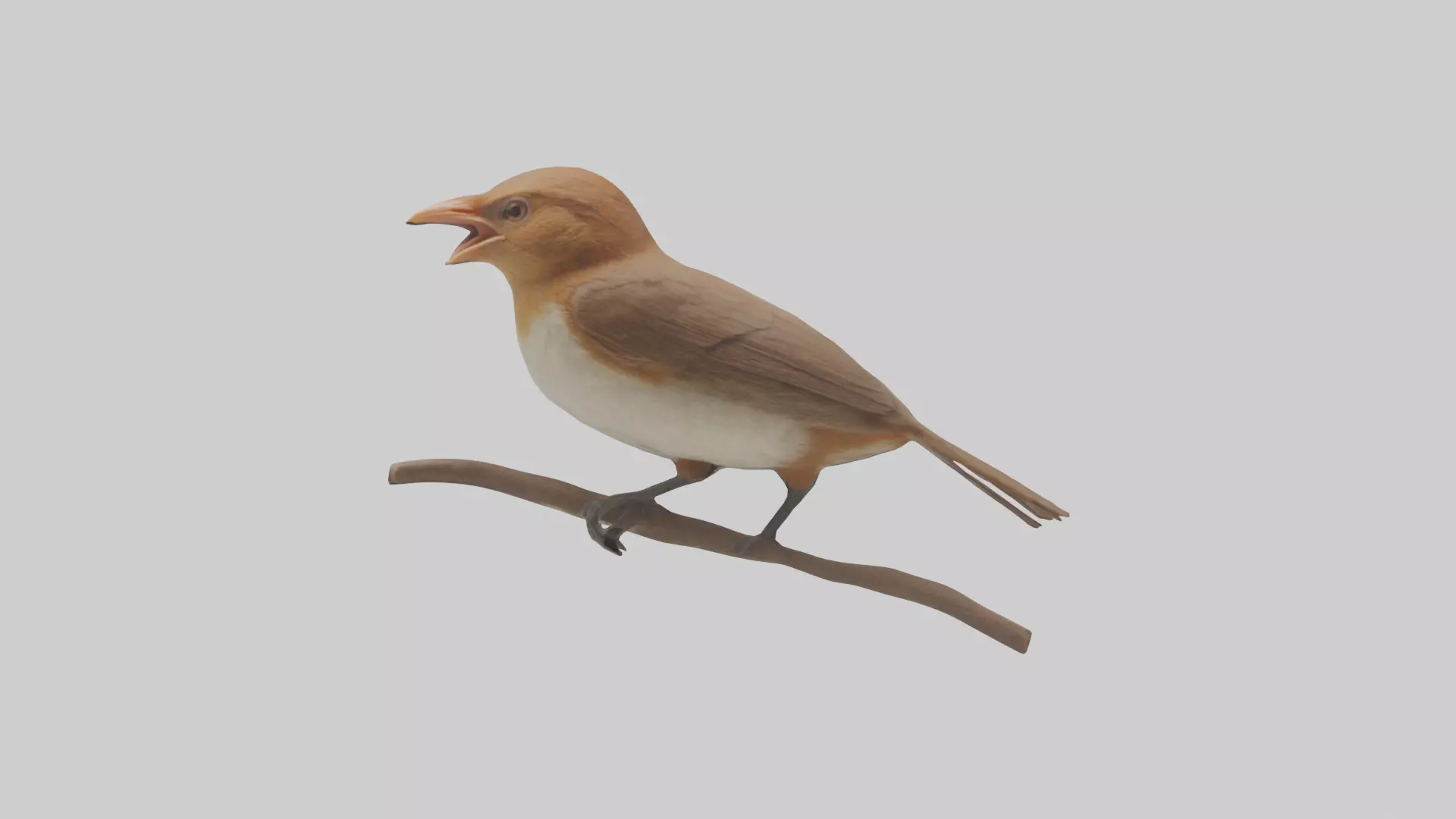 Common Nightingale singing model Low-poly 3D model_0