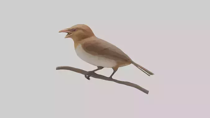 Common Nightingale singing model