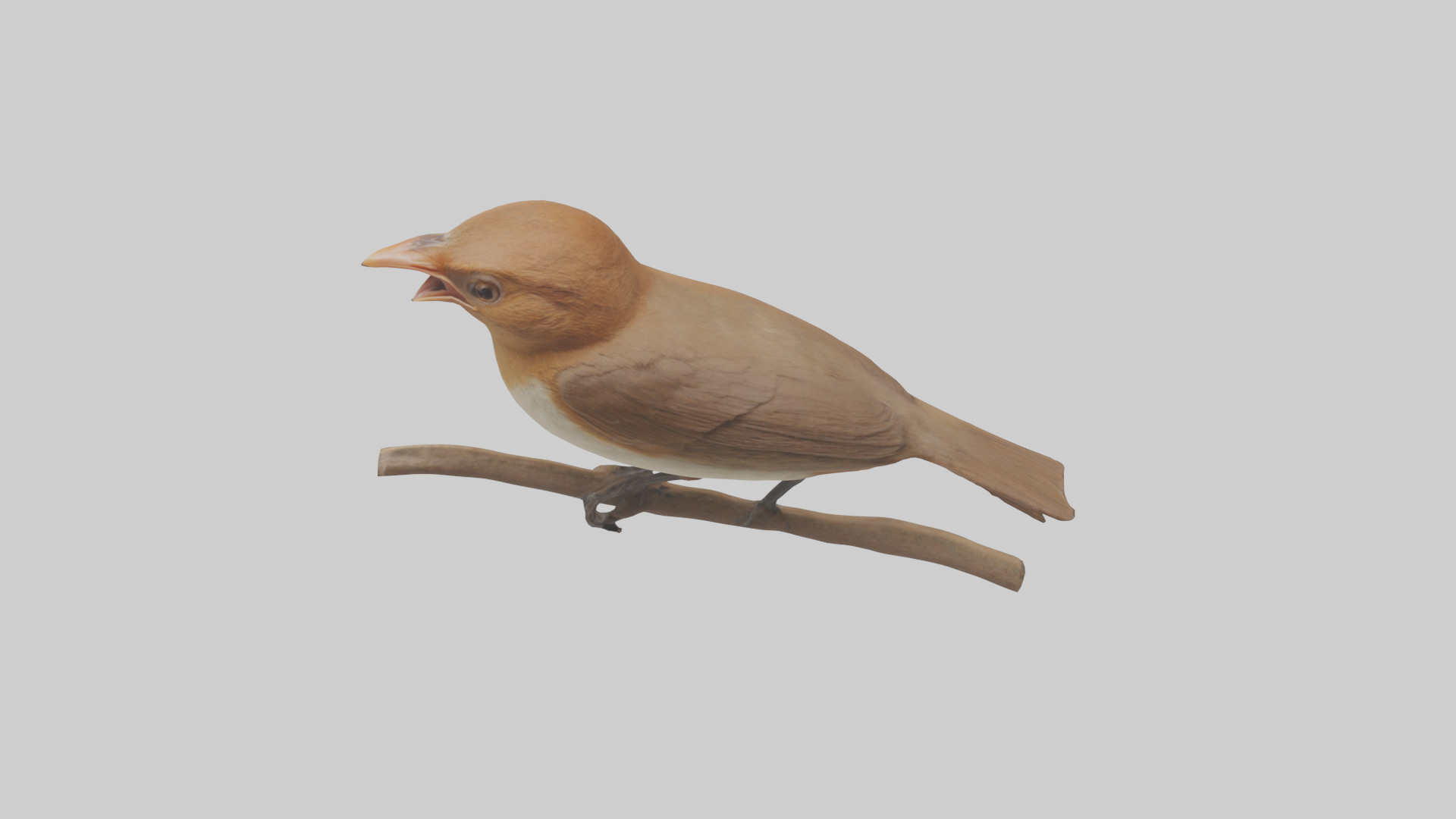 Common Nightingale singing model Low-poly 3D model_25