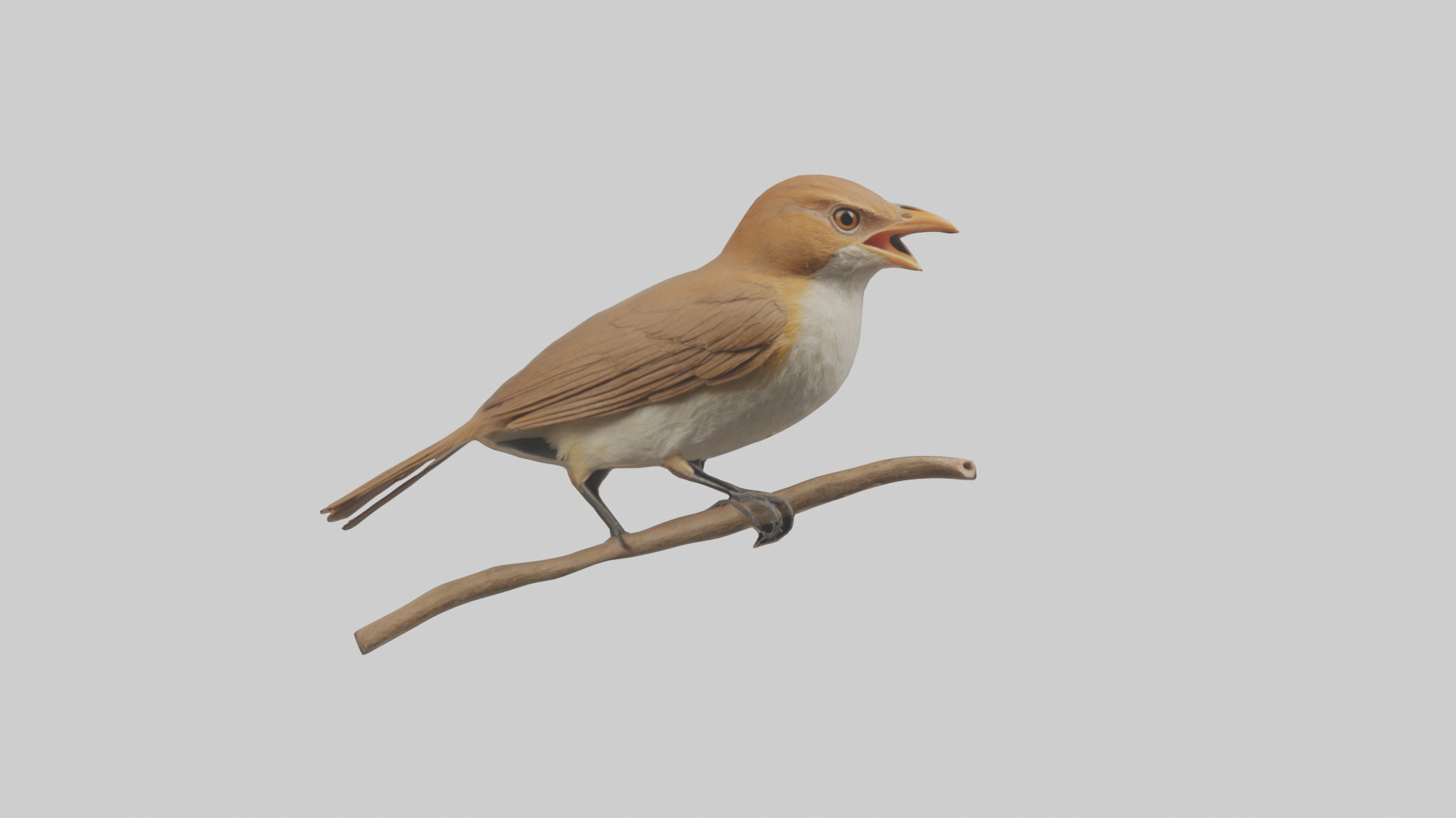 Common Nightingale singing model Low-poly 3D model_18