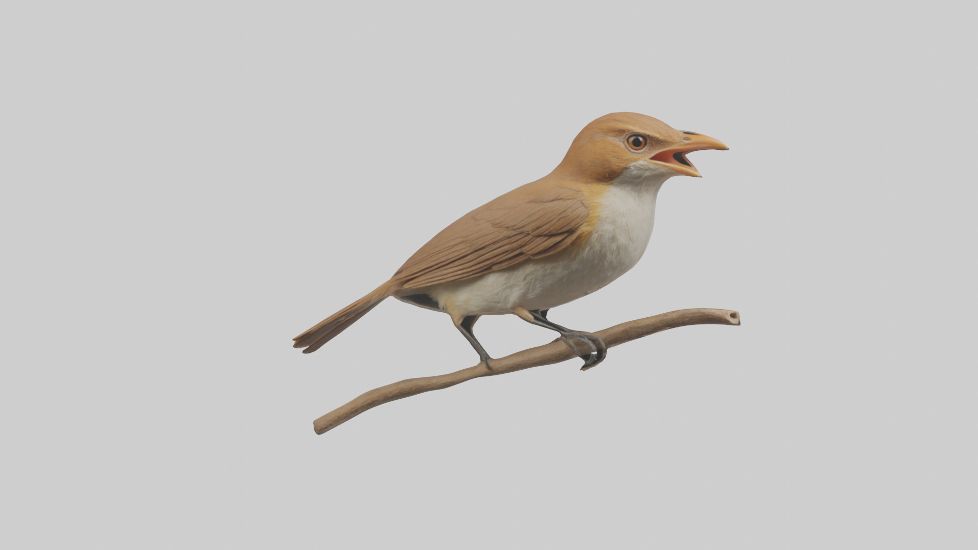 Common Nightingale singing model Low-poly 3D model_12