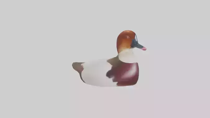Common Pochard swimming model Low-poly 3D model