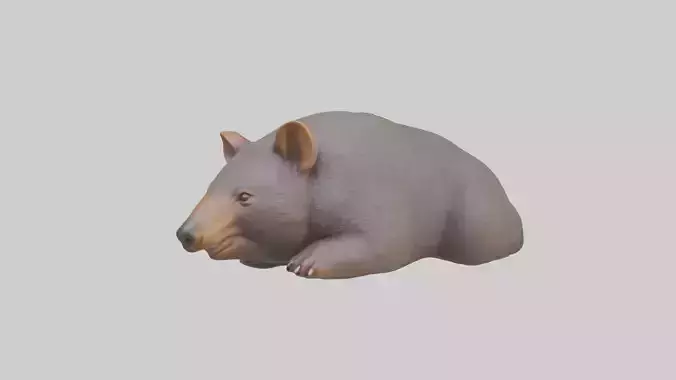 Common Wombat resting model Low-poly 3D model