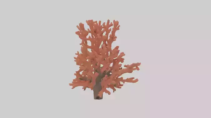 Coral tree model