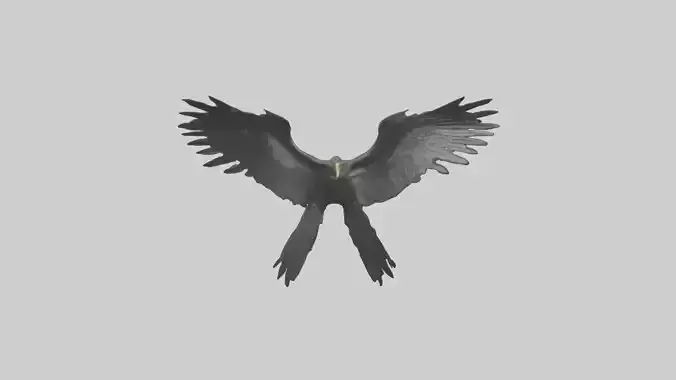 Cormorant Wings Model