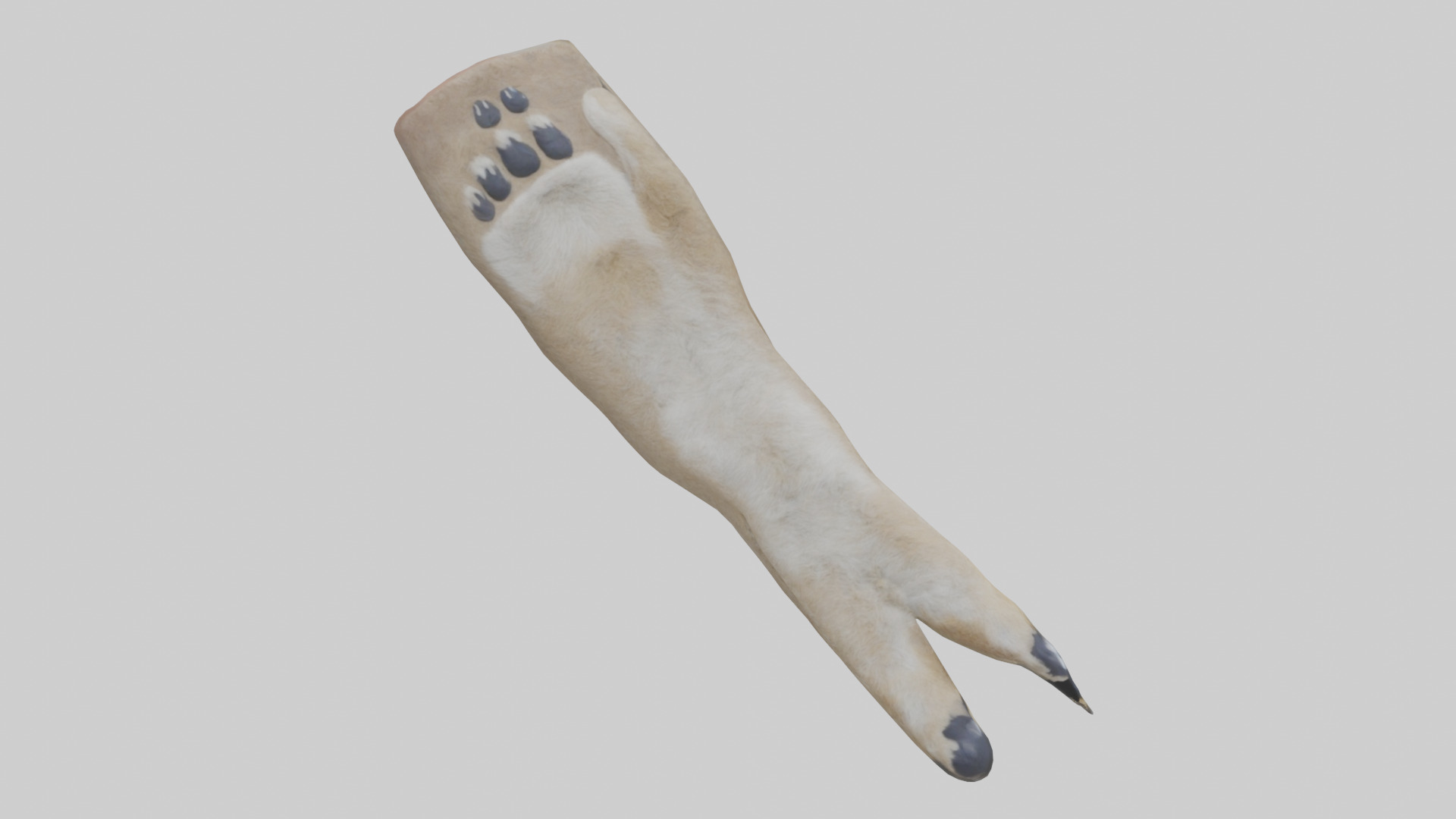 Coyote Paws Low-poly 3D model_19