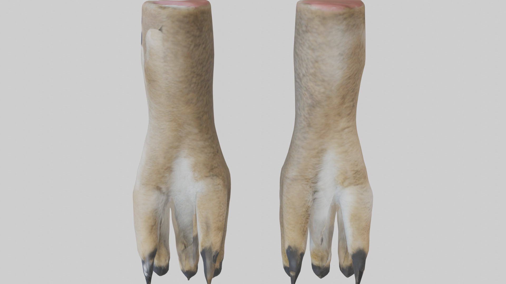 Coyote Paws Low-poly 3D model_27