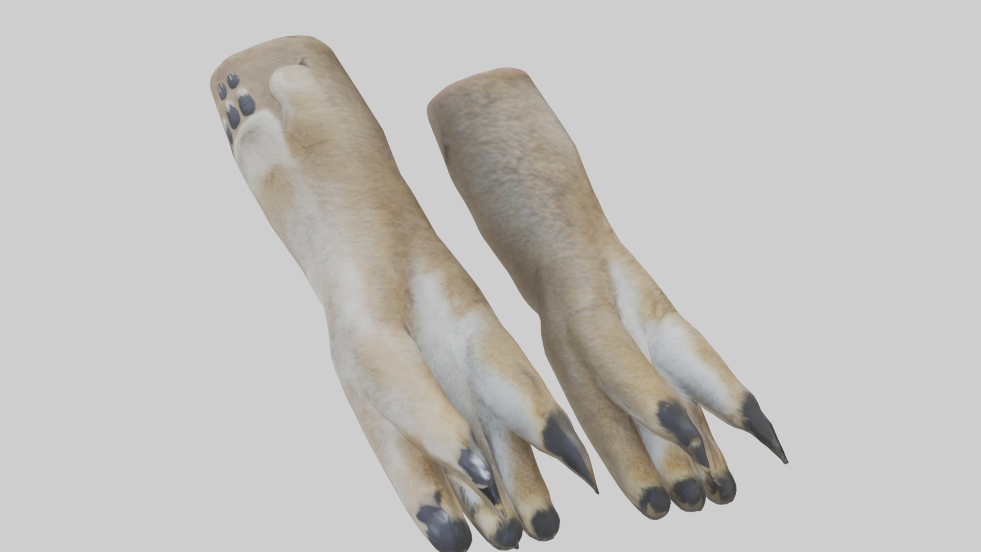 Coyote Paws Low-poly 3D model_11
